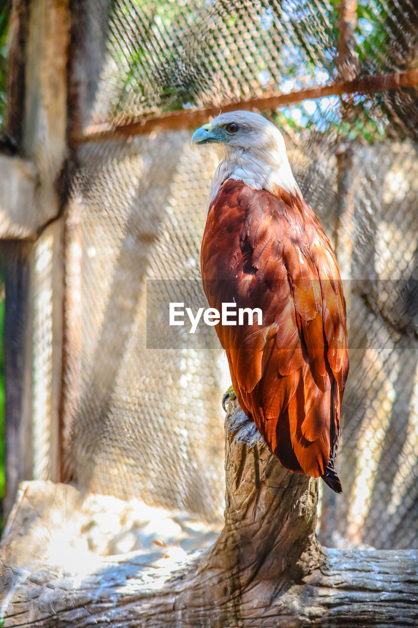 CLOSE-UP OF A BIRD