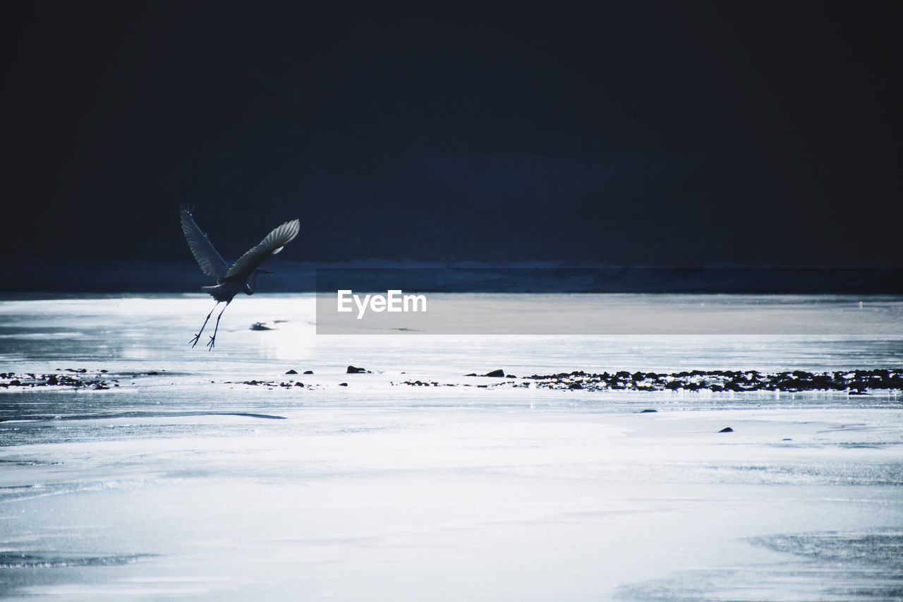 BIRDS FLYING OVER SEA AGAINST SKY