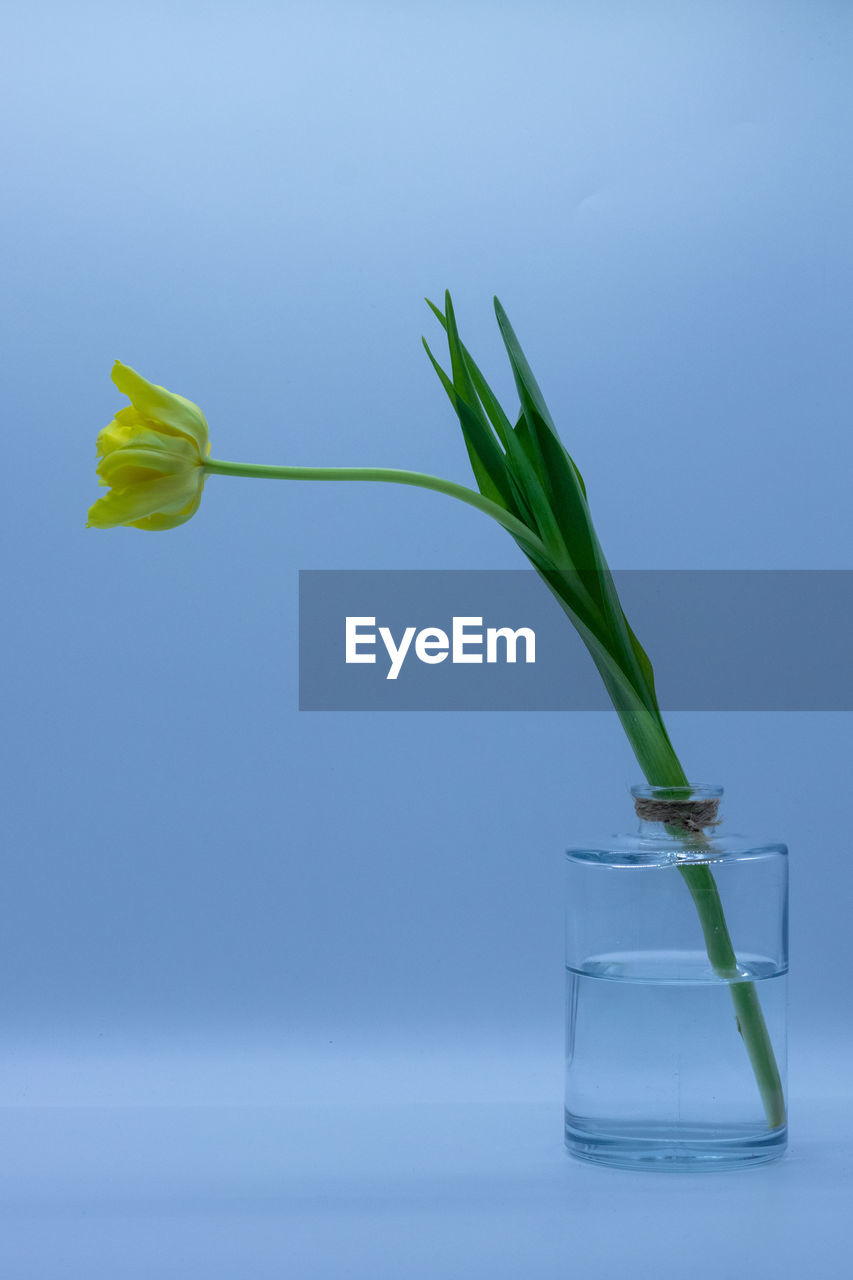 CLOSE-UP OF BLUE FLOWER IN VASE AGAINST WHITE BACKGROUND