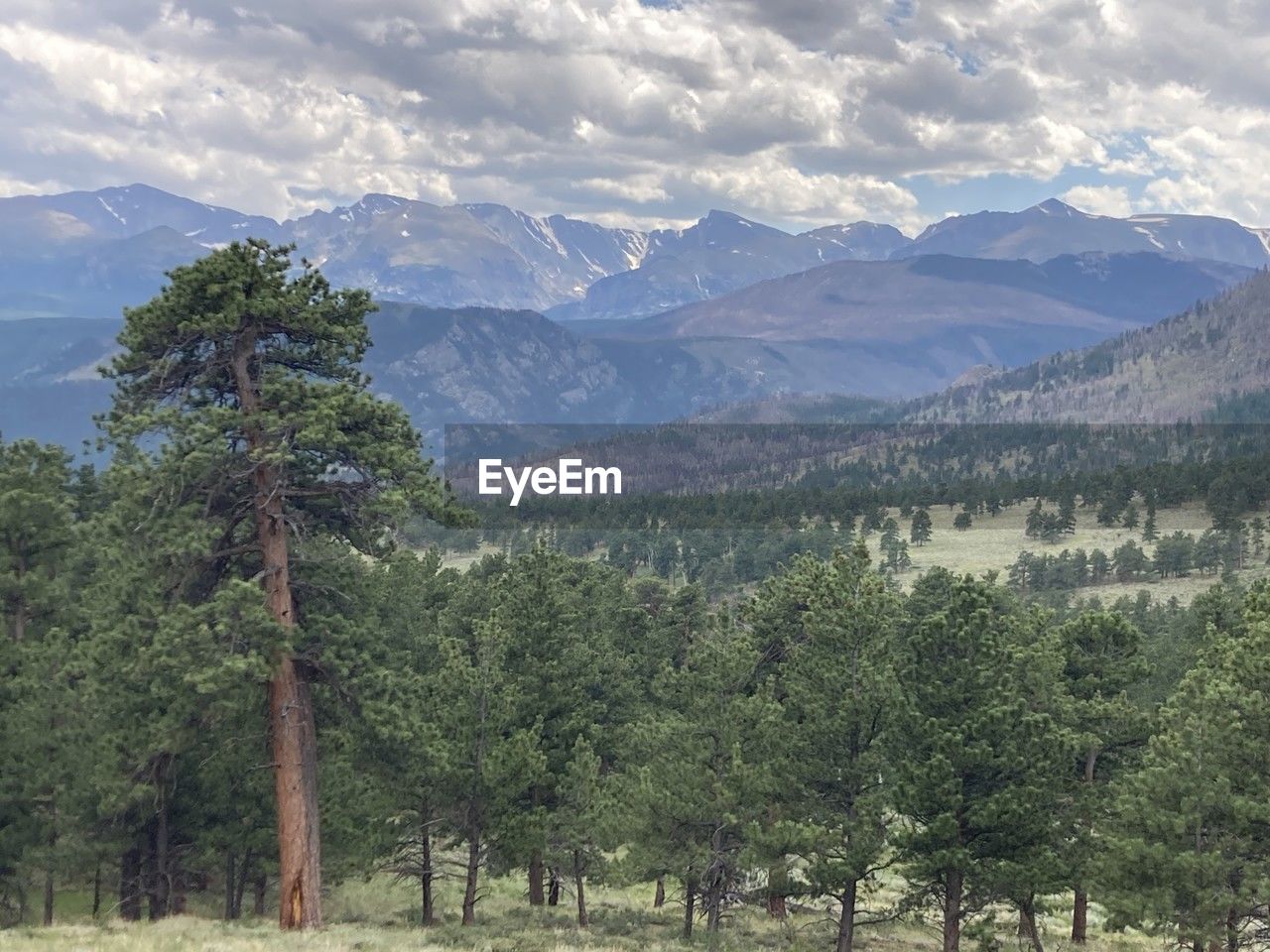 tree, mountain, plant, scenics - nature, landscape, environment, beauty in nature, land, sky, mountain range, wilderness, nature, cloud, coniferous tree, pine tree, pinaceae, forest, tranquil scene, tranquility, no people, pine woodland, valley, non-urban scene, field, outdoors, day, travel destinations, meadow, travel, green, grass, growth, rural scene, ridge, idyllic, plateau, tourism, natural environment, remote