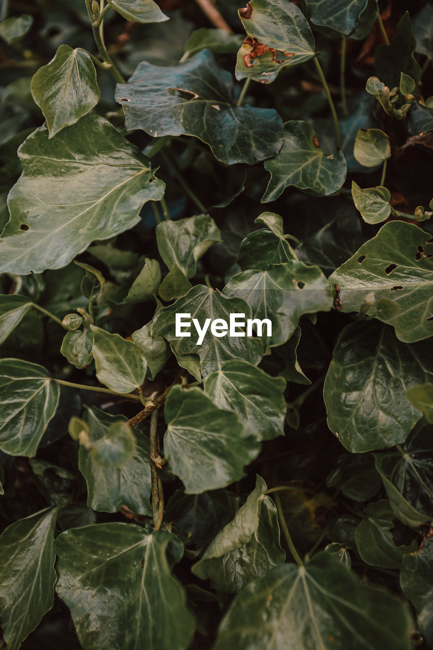 Full frame shot of fresh green leaves