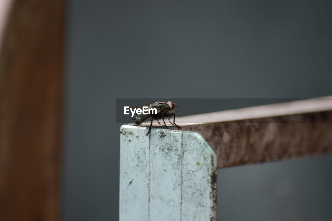 CLOSE-UP OF A BIRD PERCHING ON WOOD