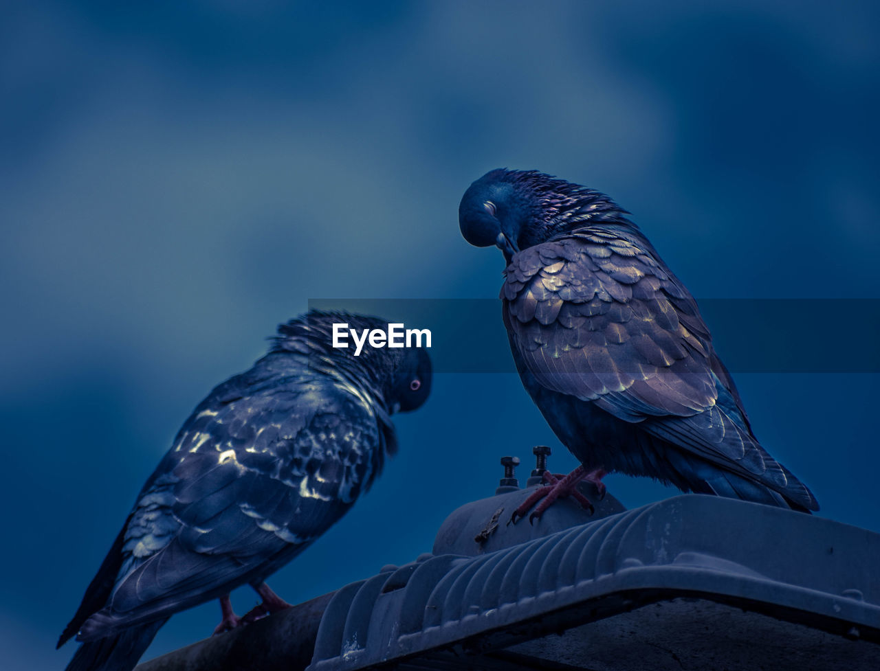 VIEW OF BIRDS PERCHING ON BLUE SKY