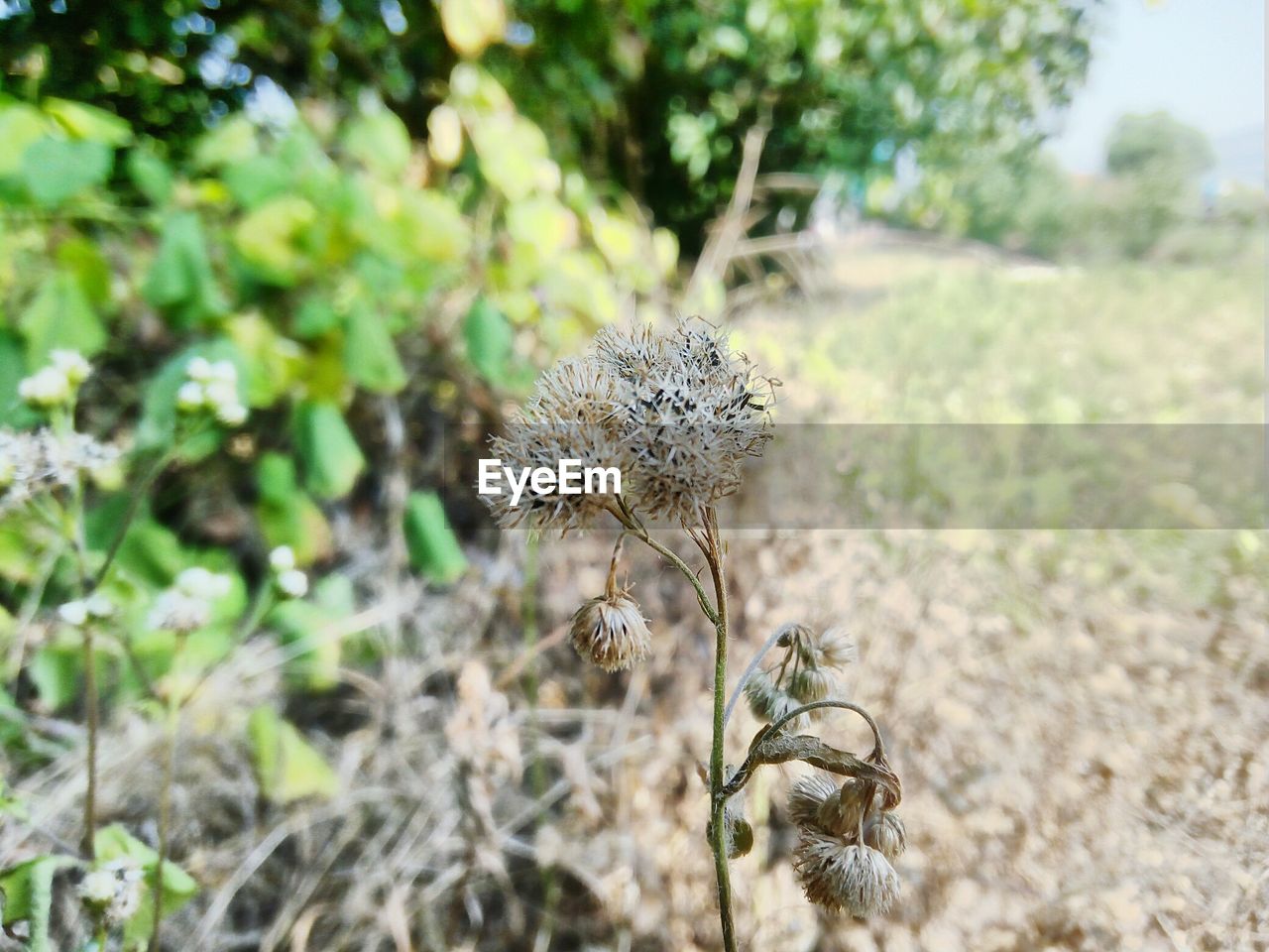 CLOSE-UP OF THISTLE ON PLANT