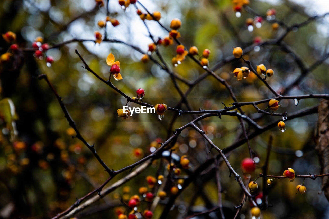 Low angle view of berries growing on tree