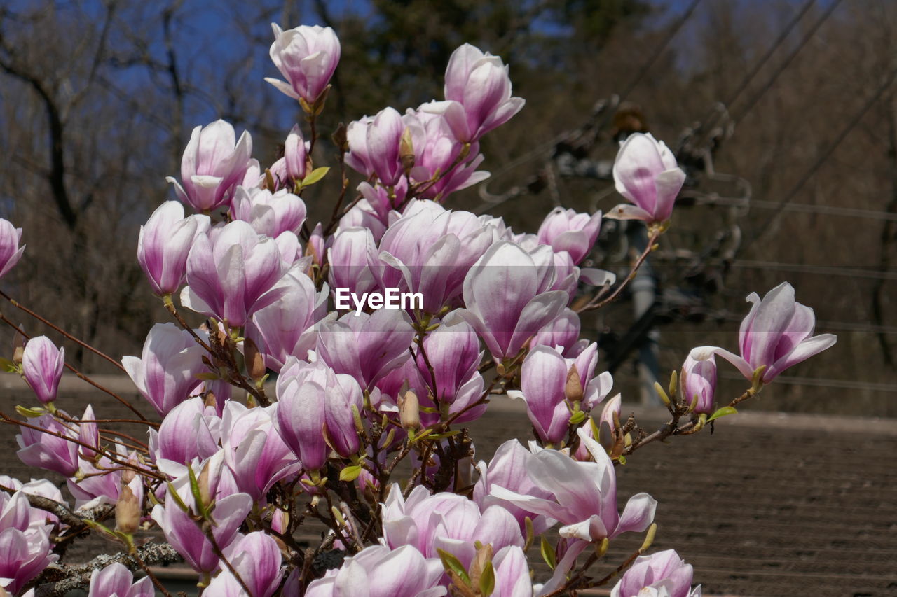 plant, flower, flowering plant, pink, blossom, freshness, beauty in nature, fragility, spring, magnolia, growth, petal, nature, close-up, springtime, tree, no people, inflorescence, focus on foreground, flower head, day, botany, outdoors, branch, lilac