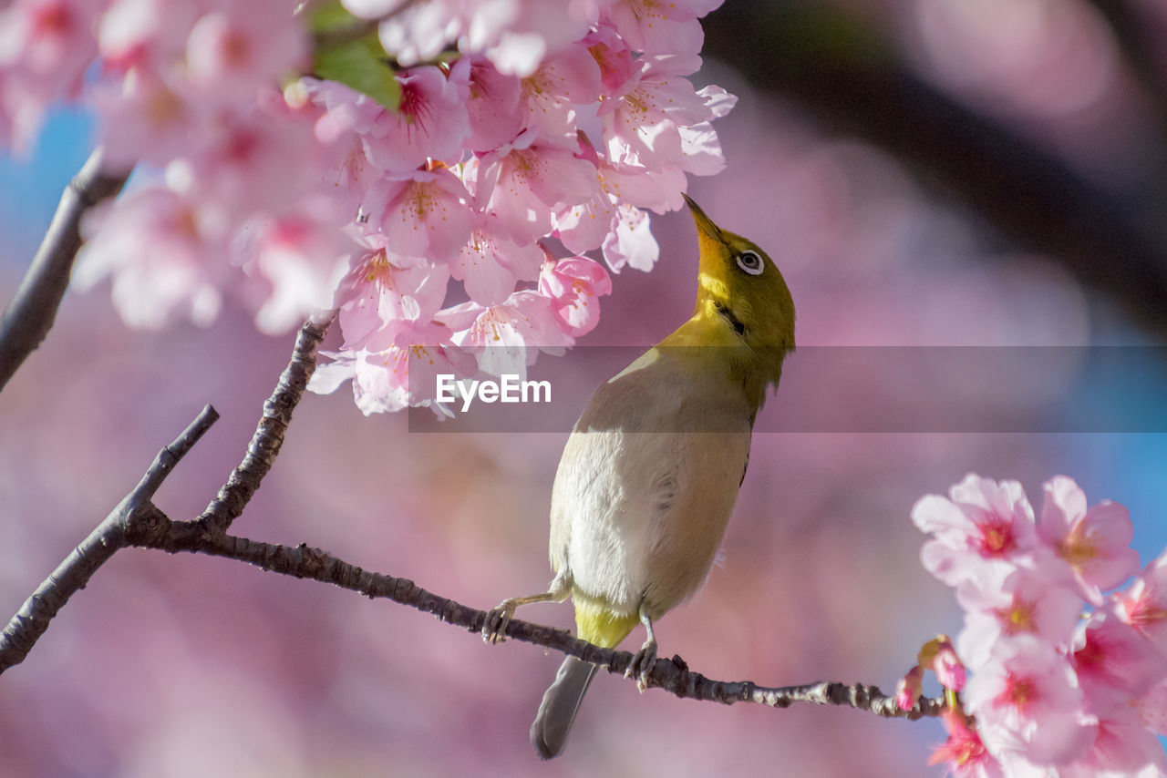 Close-up of bird perching on tree