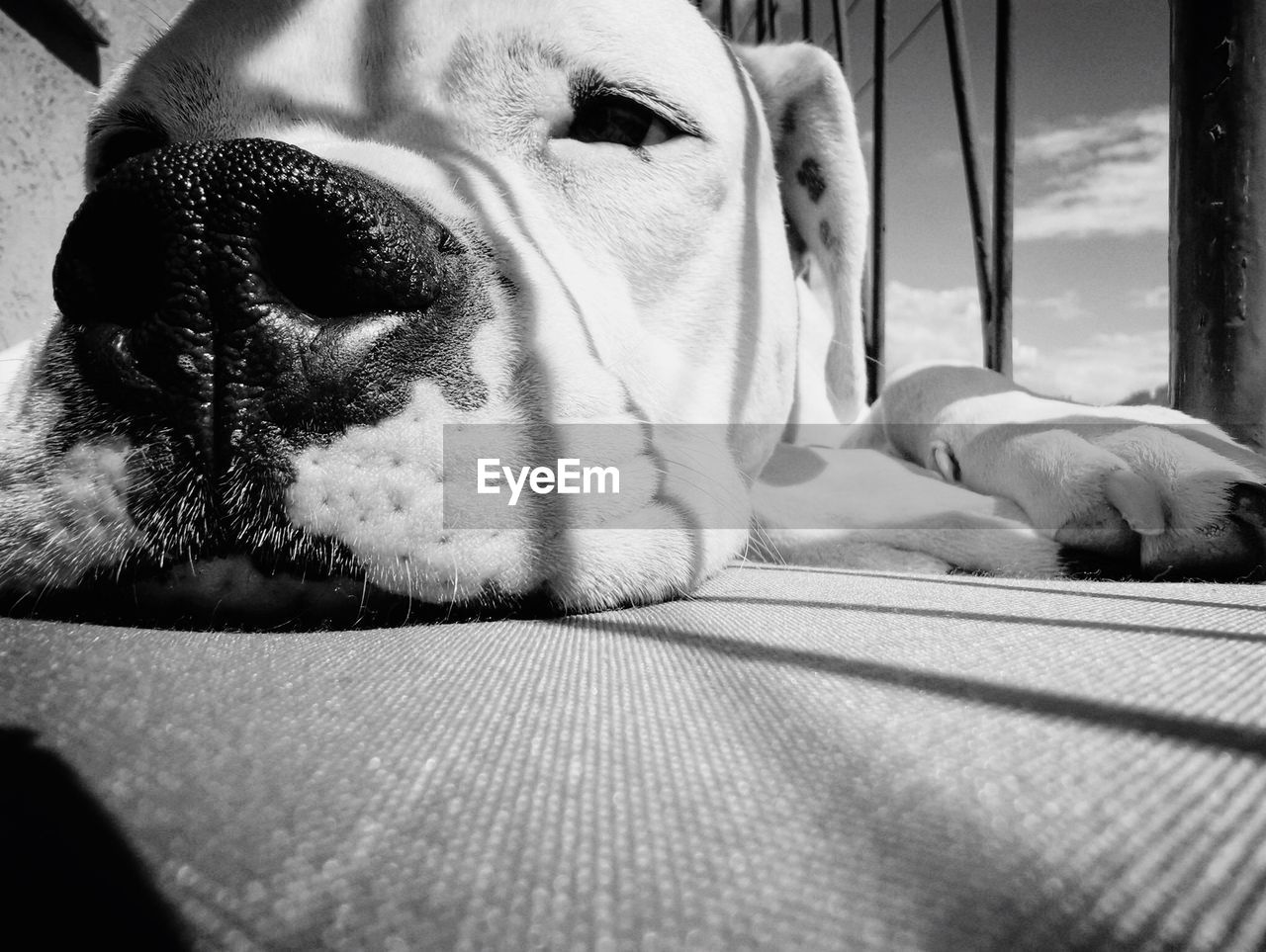 CLOSE-UP OF A DOG RESTING ON BED