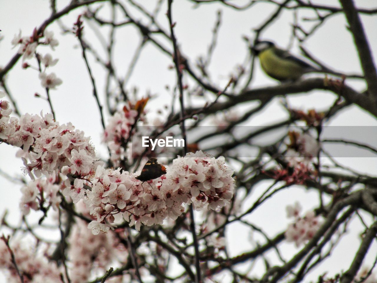 CLOSE-UP OF FLOWER TREE AGAINST SKY