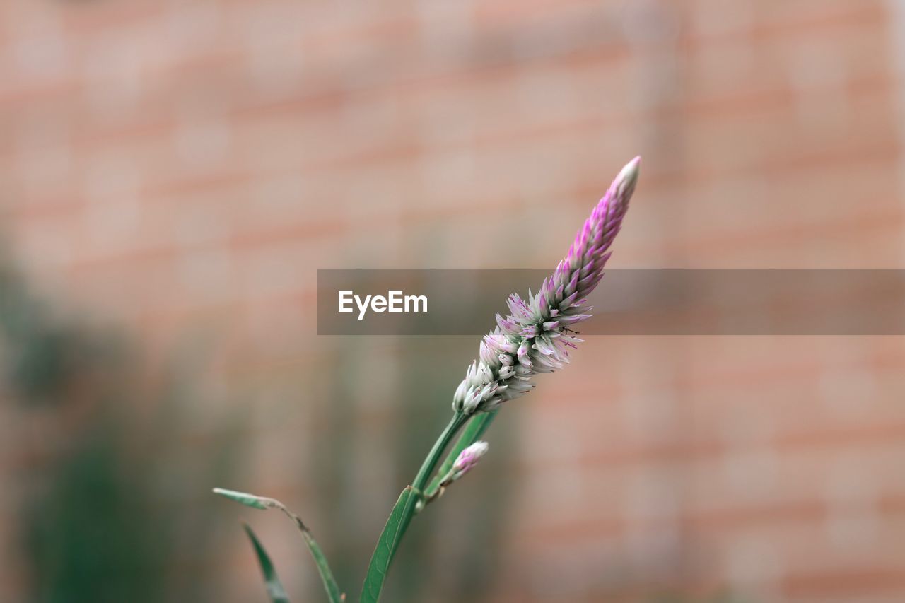 Close-up of purple flowering plant against wall