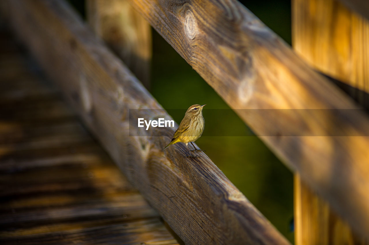 Close-up of bird perching on wood