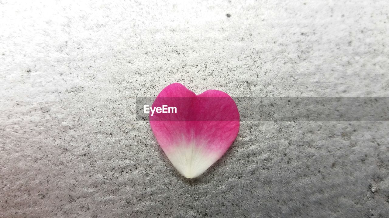 CLOSE-UP OF HEART SHAPE ON PINK ROSE FLOWER