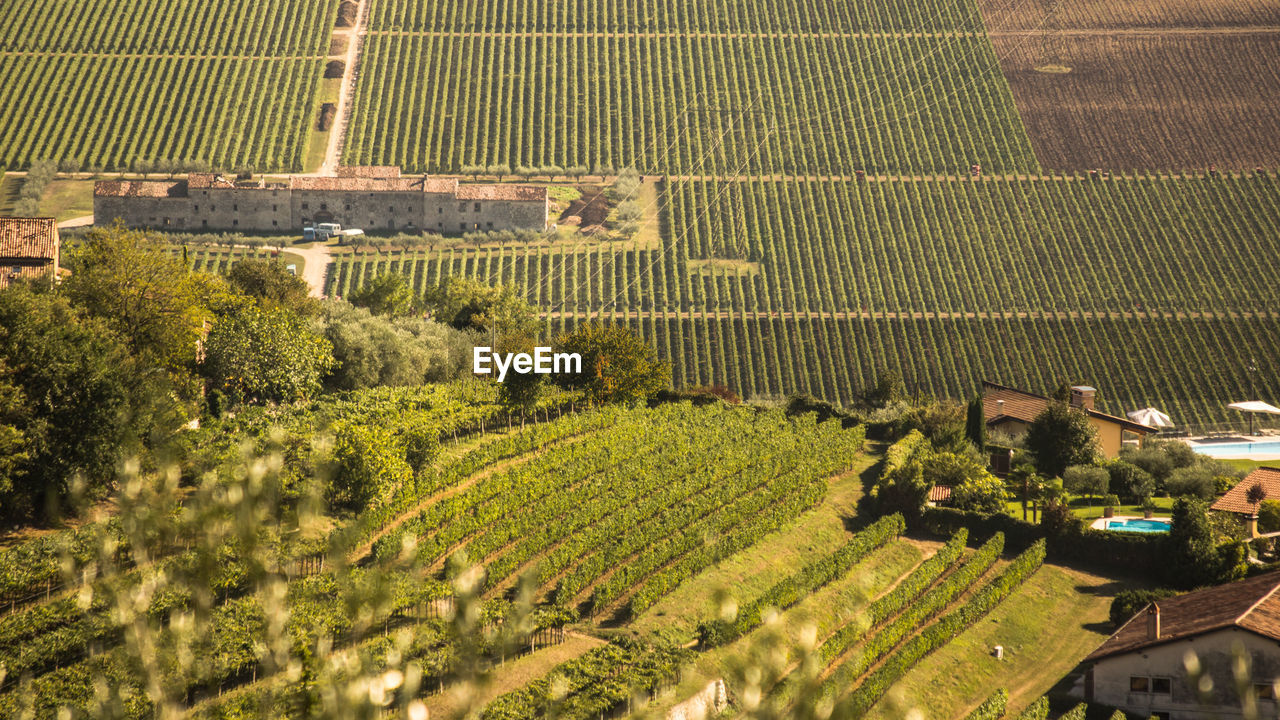 HIGH ANGLE VIEW OF CROP FIELD