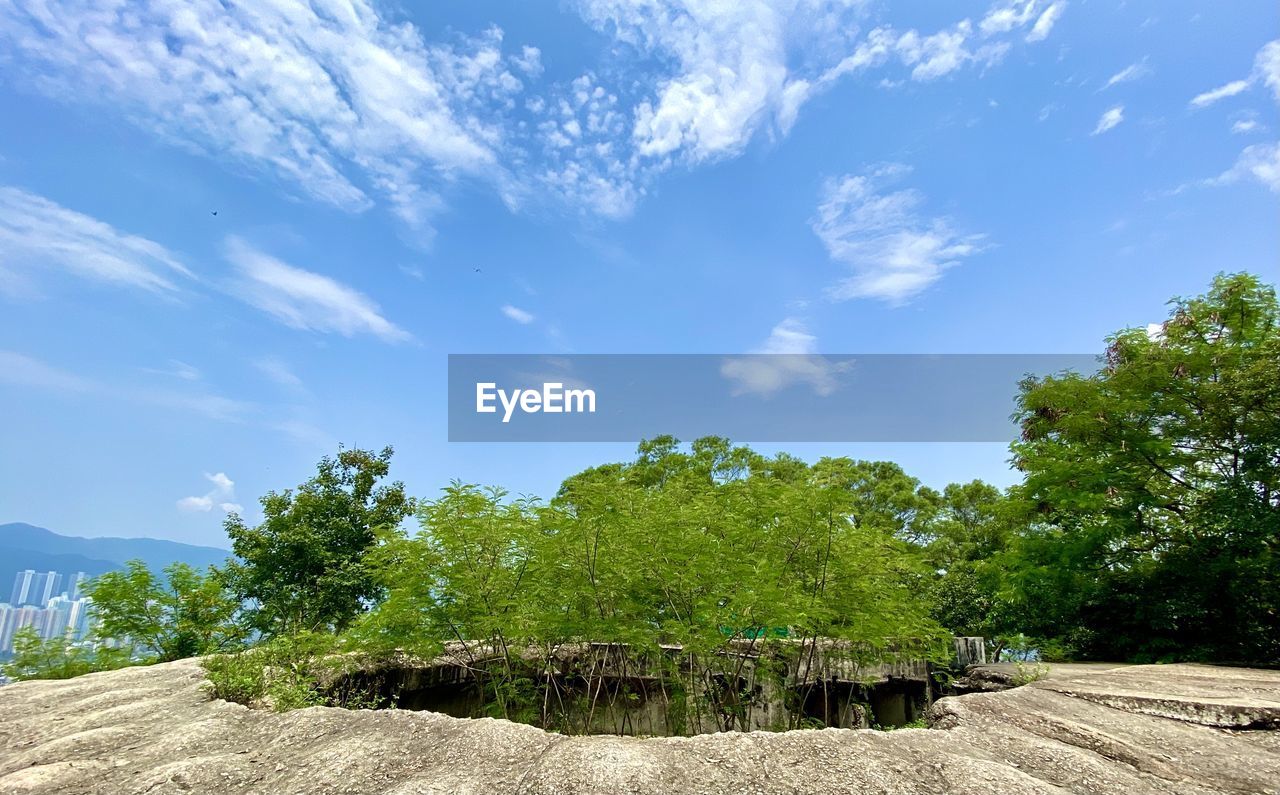 SCENIC VIEW OF TREES AGAINST SKY