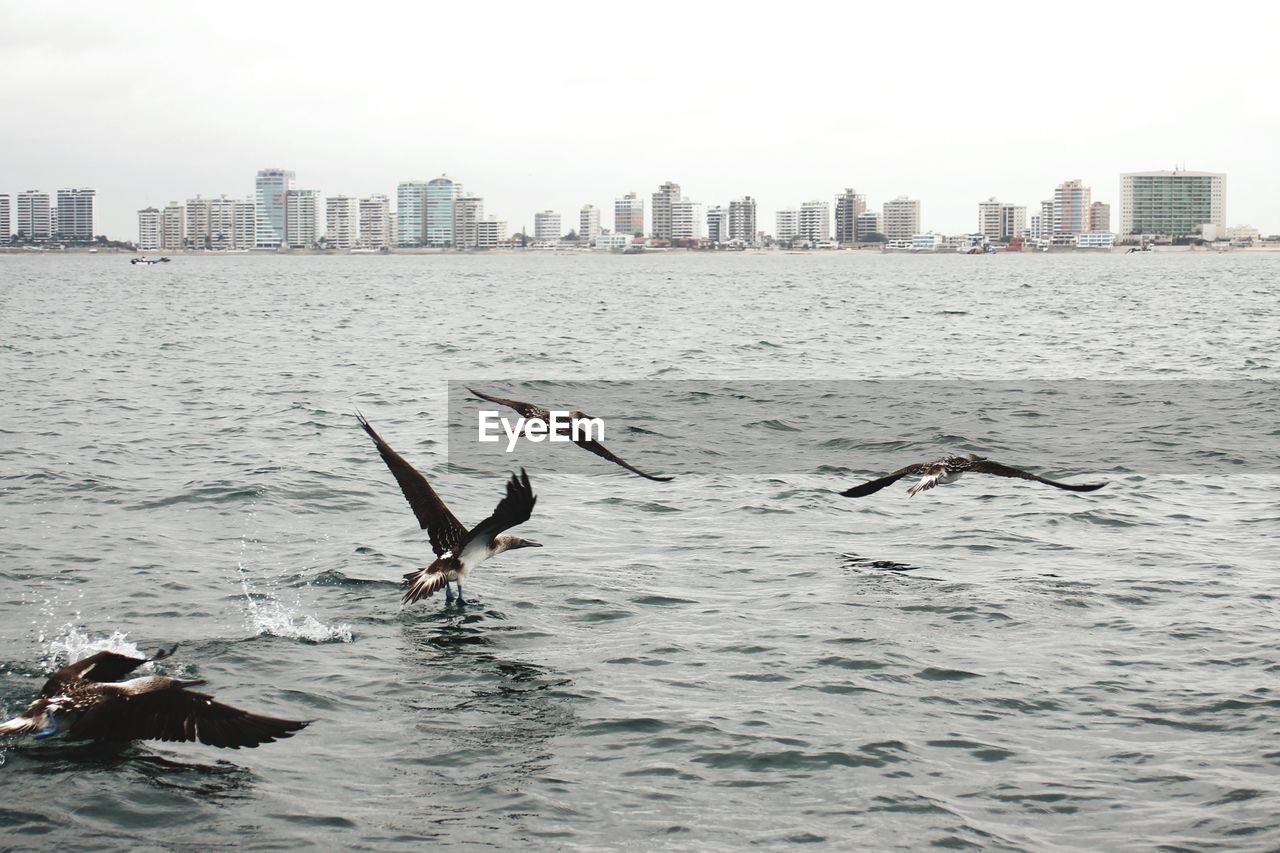 Birds flying over sea with cityscape in background