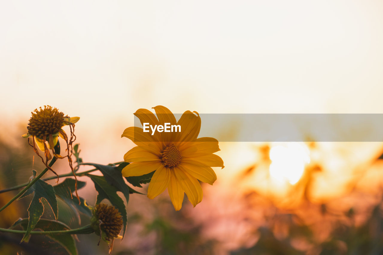 CLOSE-UP OF YELLOW FLOWERING PLANTS