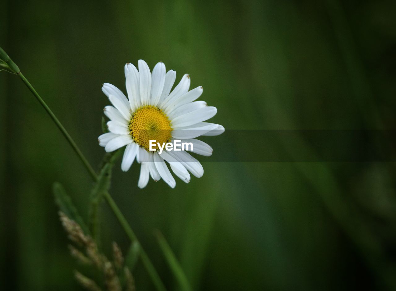 flower, flowering plant, plant, freshness, beauty in nature, fragility, flower head, petal, nature, green, inflorescence, daisy, close-up, growth, macro photography, white, plant stem, grass, pollen, yellow, meadow, no people, field, springtime, focus on foreground, botany, outdoors, wildflower, blossom, summer, animal wildlife, sunlight, environment, selective focus, day