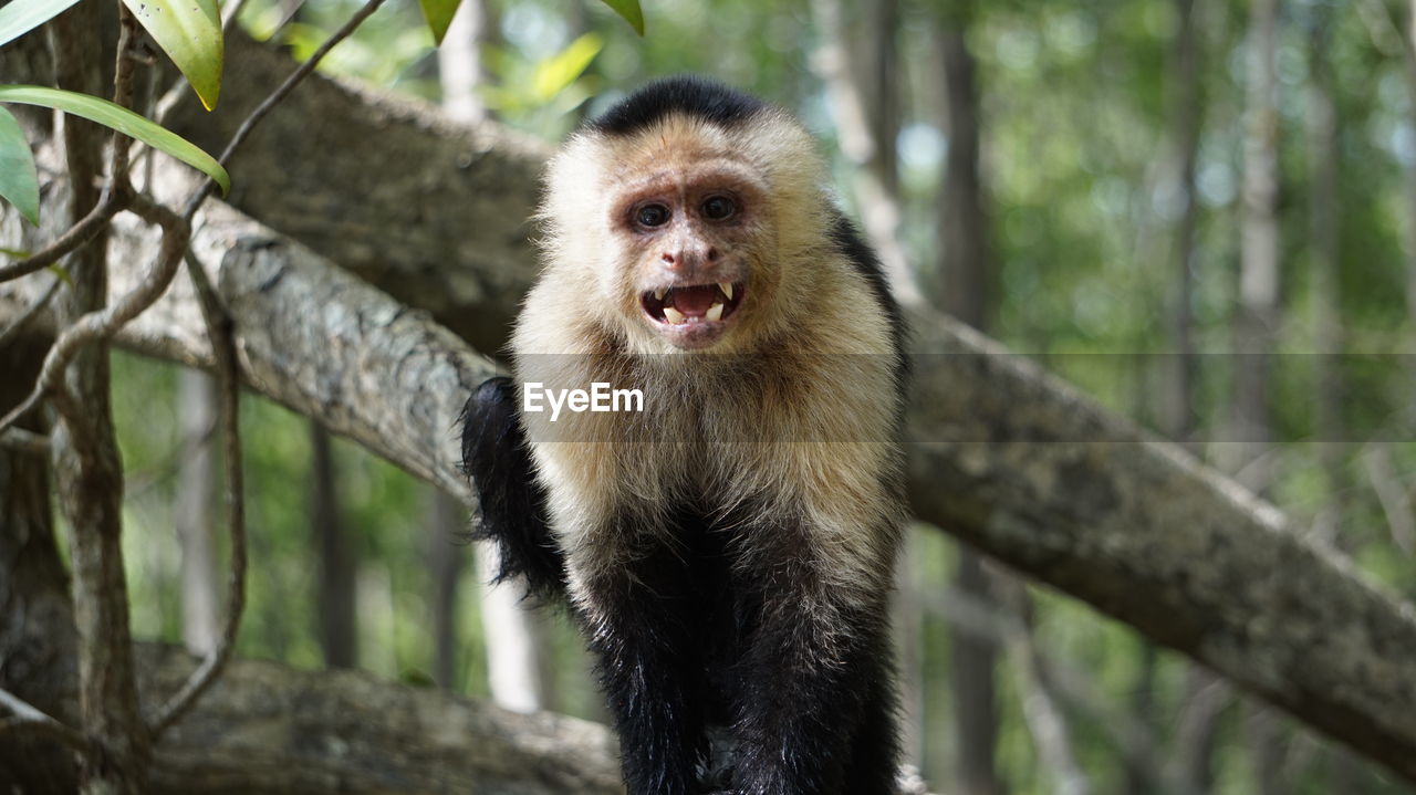 Portrait of capuchin monkey resting on tree