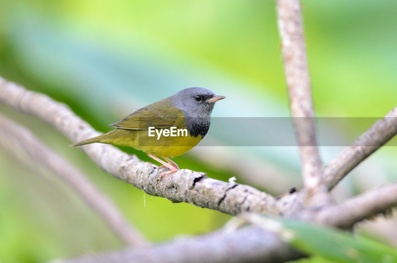 Mourning warbler - oporornis philadelphia