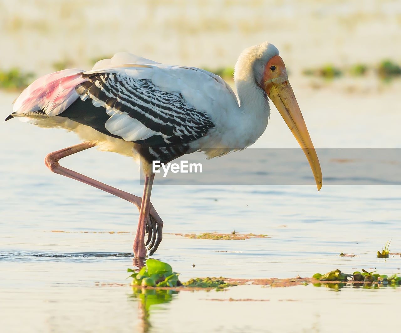 Close-up of bird perching on a lake