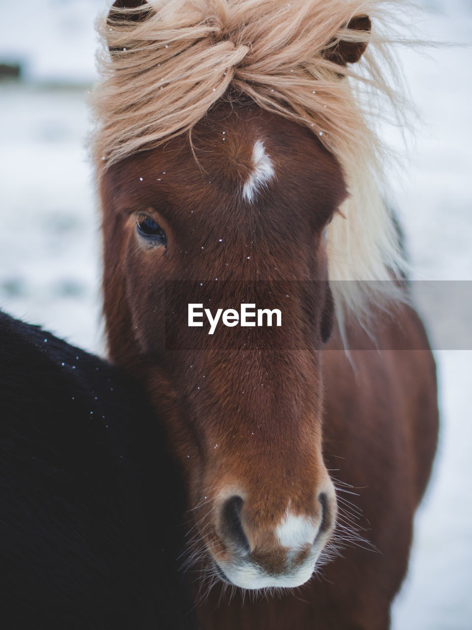 Close-up of horse standing during winter