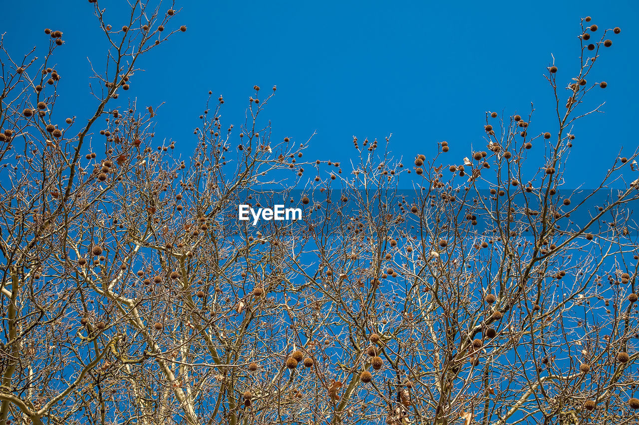 LOW ANGLE VIEW OF CHERRY BLOSSOMS AGAINST BLUE SKY