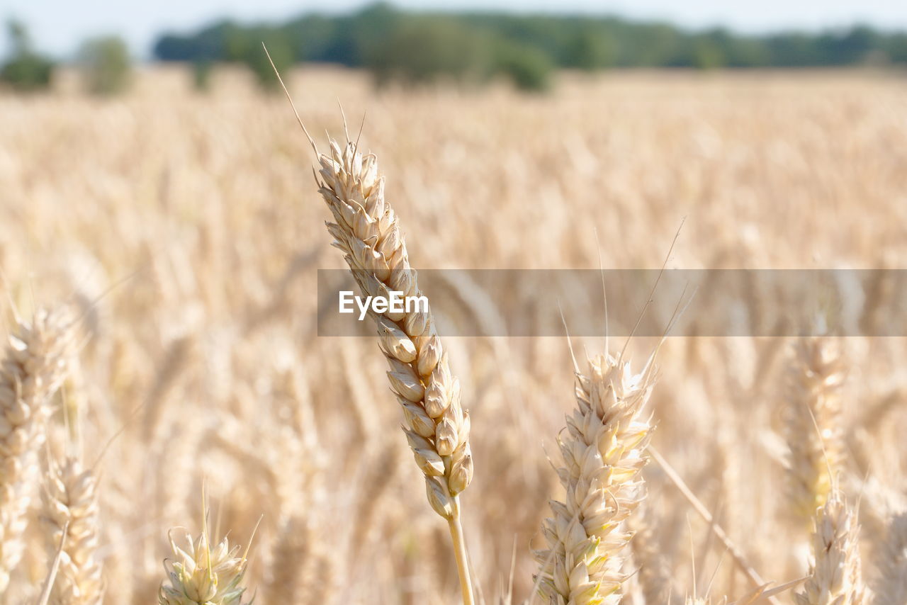 crop, agriculture, cereal plant, food, field, landscape, rural scene, plant, land, wheat, growth, gold, food grain, farm, nature, barley, environment, rye, summer, food and drink, sky, harvesting, ripe, beauty in nature, close-up, focus on foreground, no people, whole grain, scenics - nature, plant stem, outdoors, cultivated, cereal, sunlight, emmer, selective focus, seed, organic, corn, tranquility, day, einkorn wheat, triticale, yellow, copy space, non-urban scene