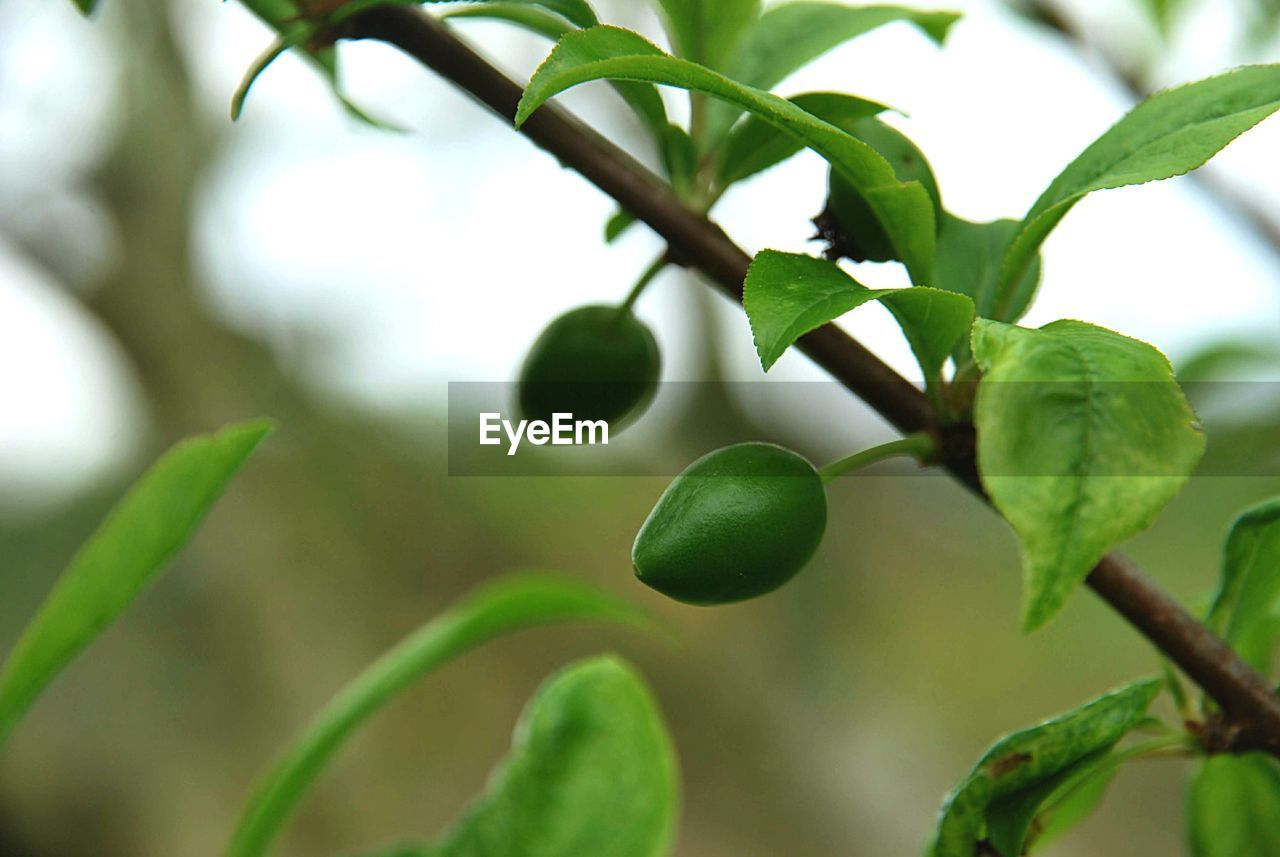 Close-up of fruits growing on tree