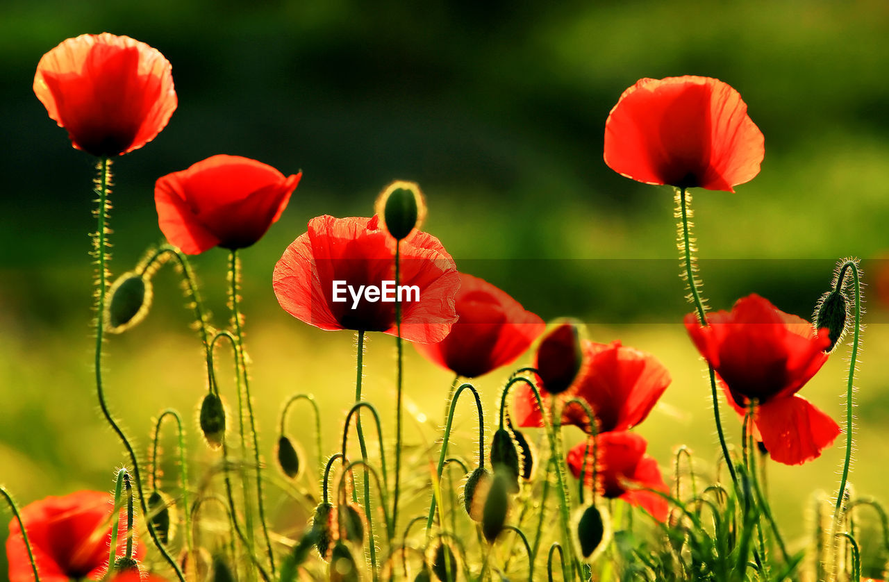 Close-up of red poppy flowers growing outdoors