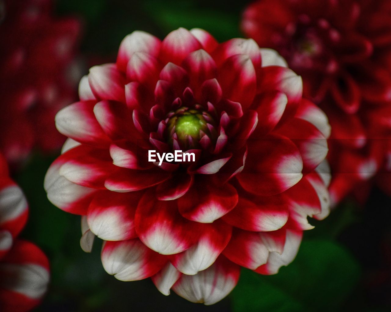 CLOSE-UP OF DAHLIA