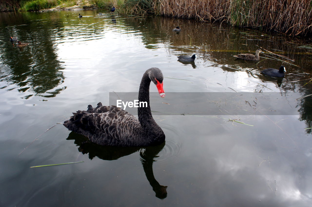 Swan swimming on lake