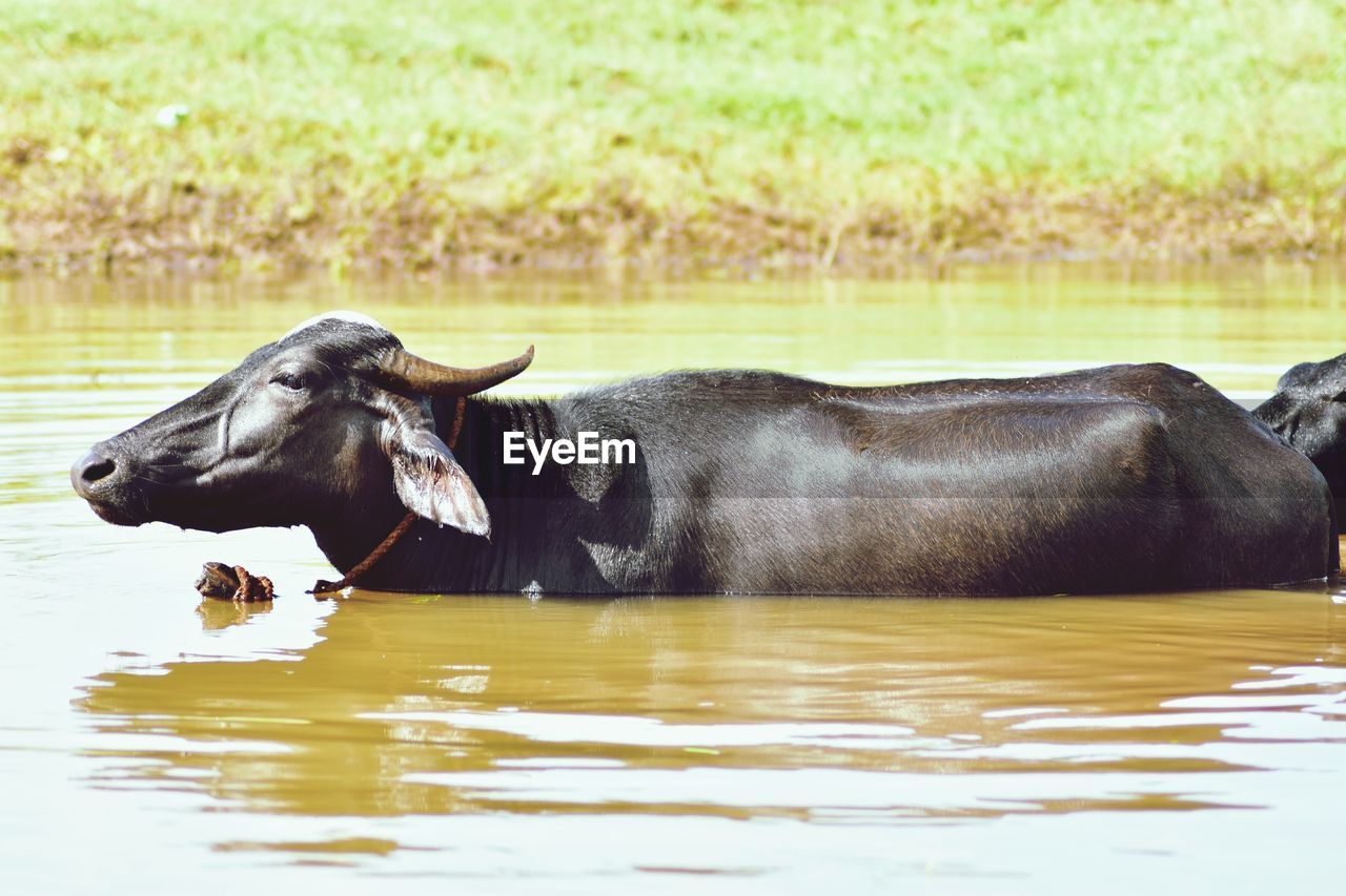 Buffalo in a lake