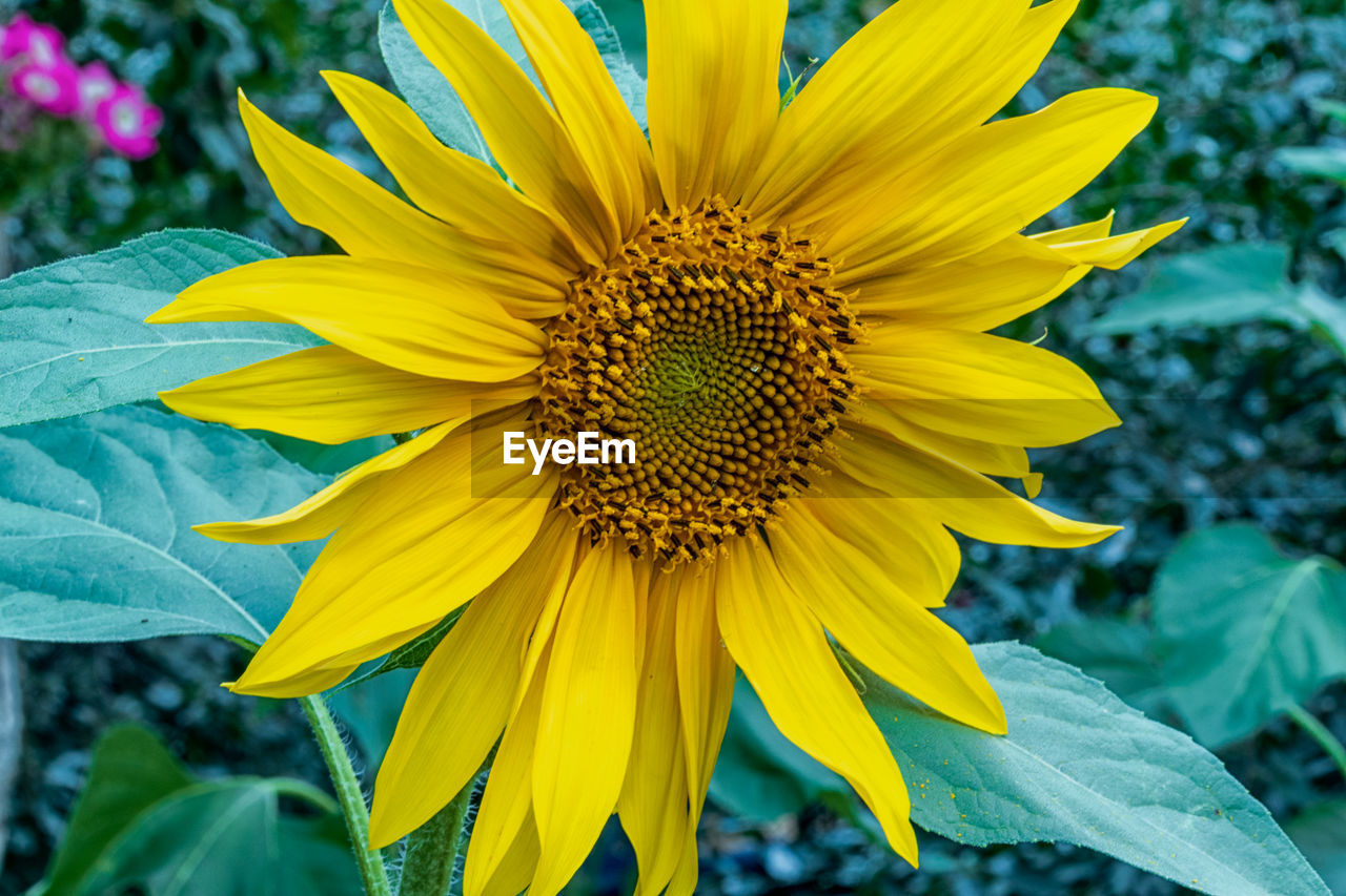 flower, flowering plant, plant, freshness, yellow, beauty in nature, growth, flower head, petal, fragility, sunflower, inflorescence, close-up, nature, focus on foreground, pollen, no people, botany, outdoors, field, vibrant color, day, springtime, macro photography, plant part, blossom, leaf, landscape, land, rural scene, summer
