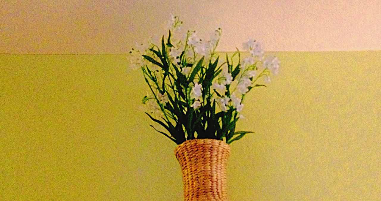 CLOSE-UP OF PLANT AGAINST YELLOW BACKGROUND