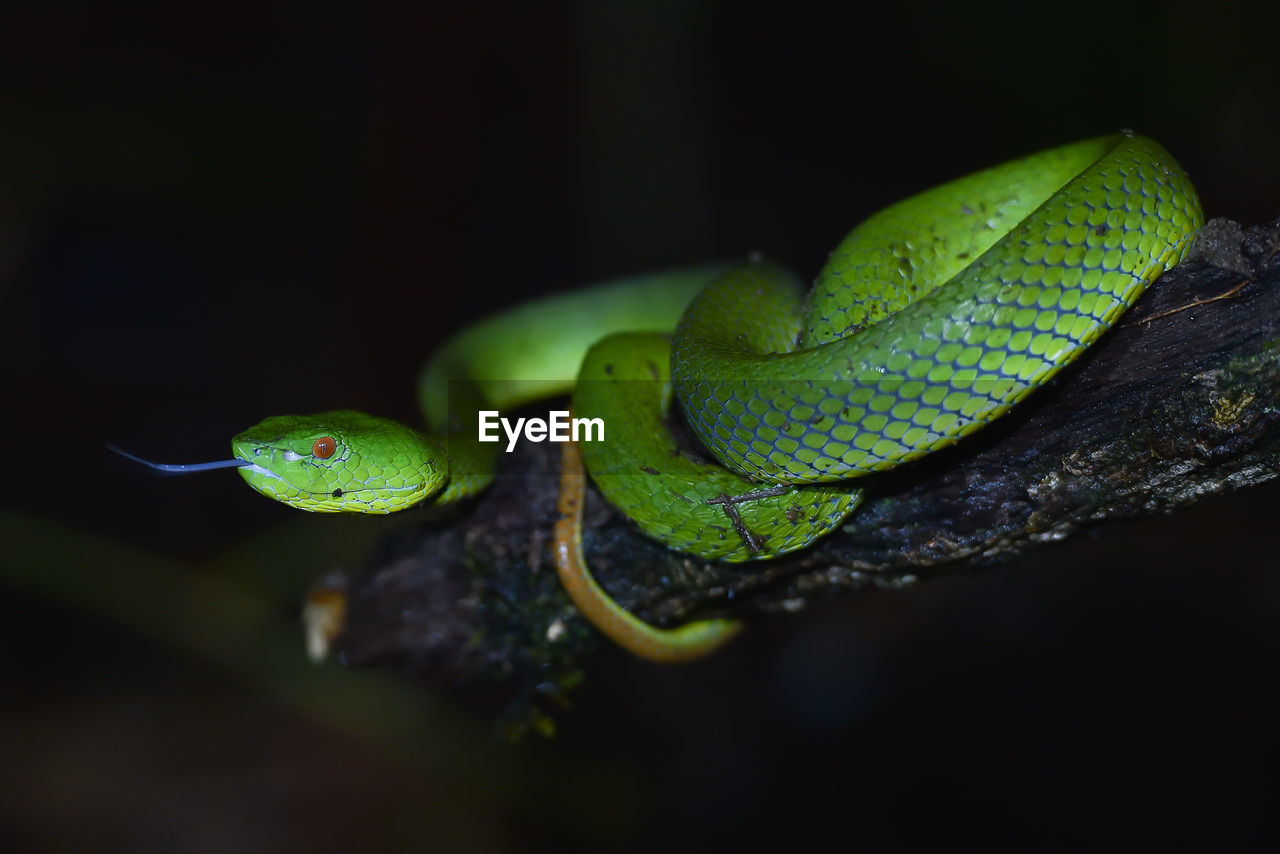 Close-up of green snake