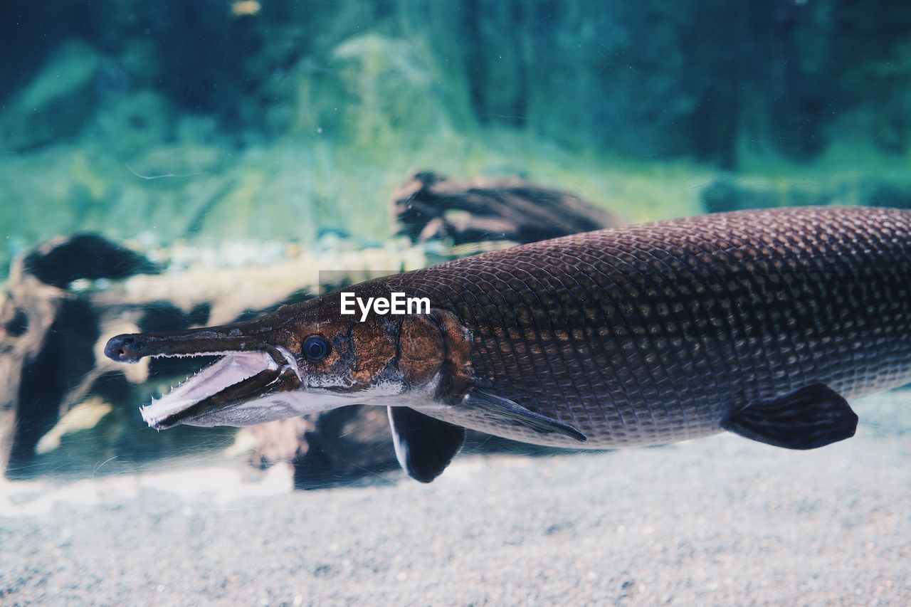 Close-up of fish swimming in sea