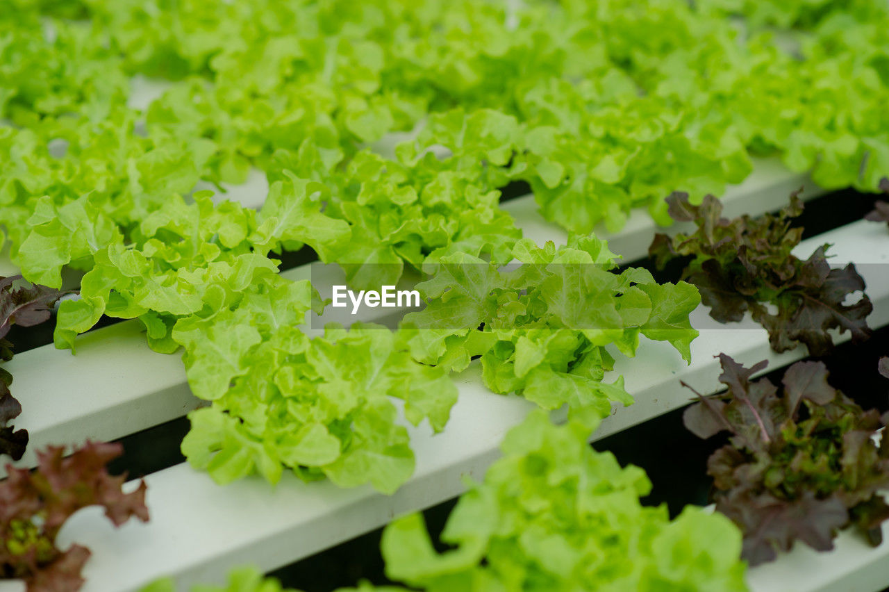 high angle view of plants