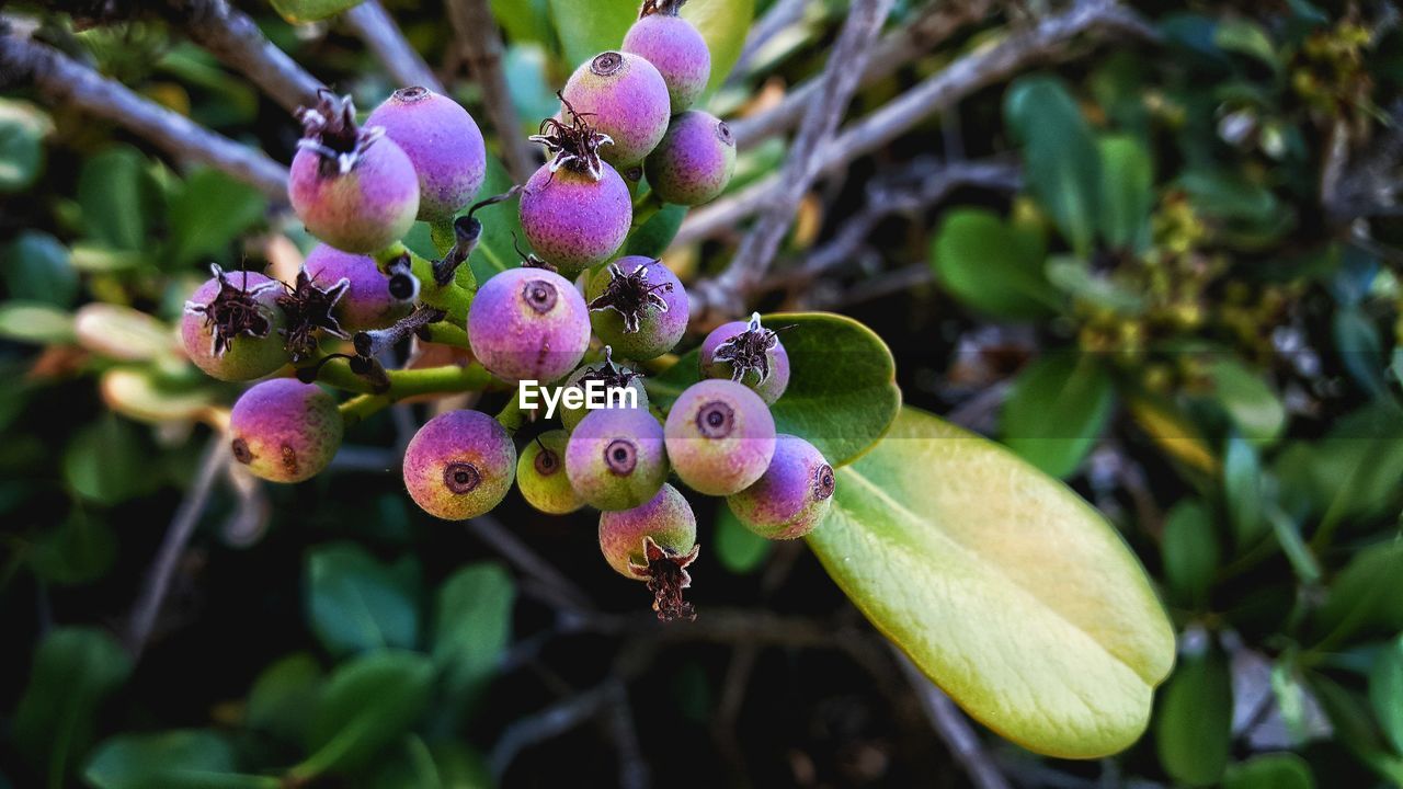 CLOSE-UP OF FRUITS GROWING ON PLANT