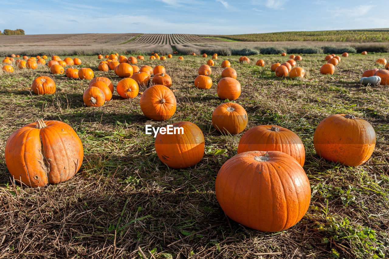 Pick your own pumpkin on farm from pumpkin patch.