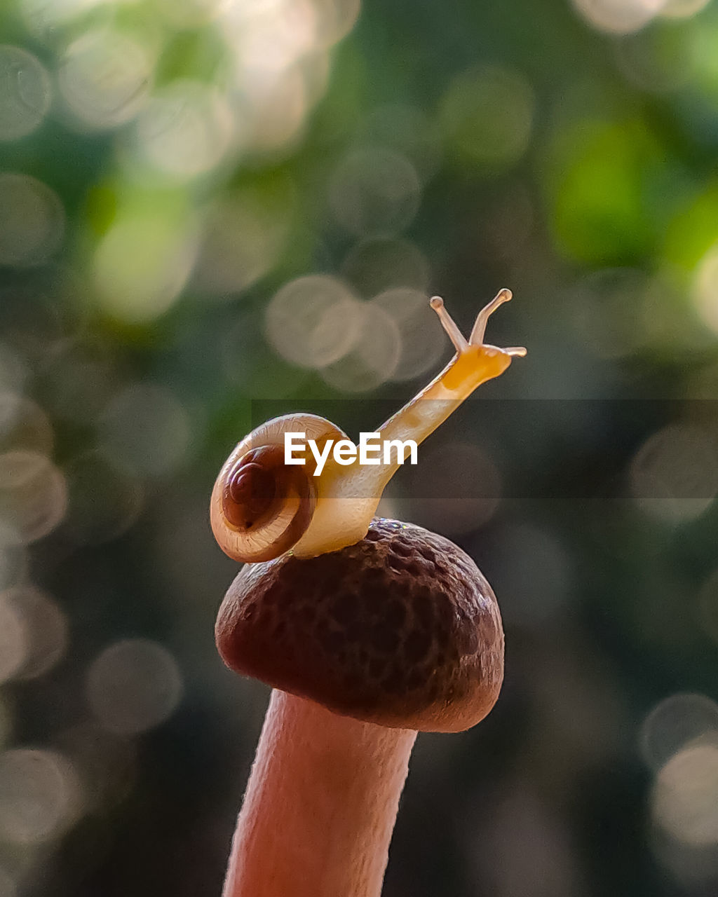 CLOSE-UP OF SNAIL ON LEAF