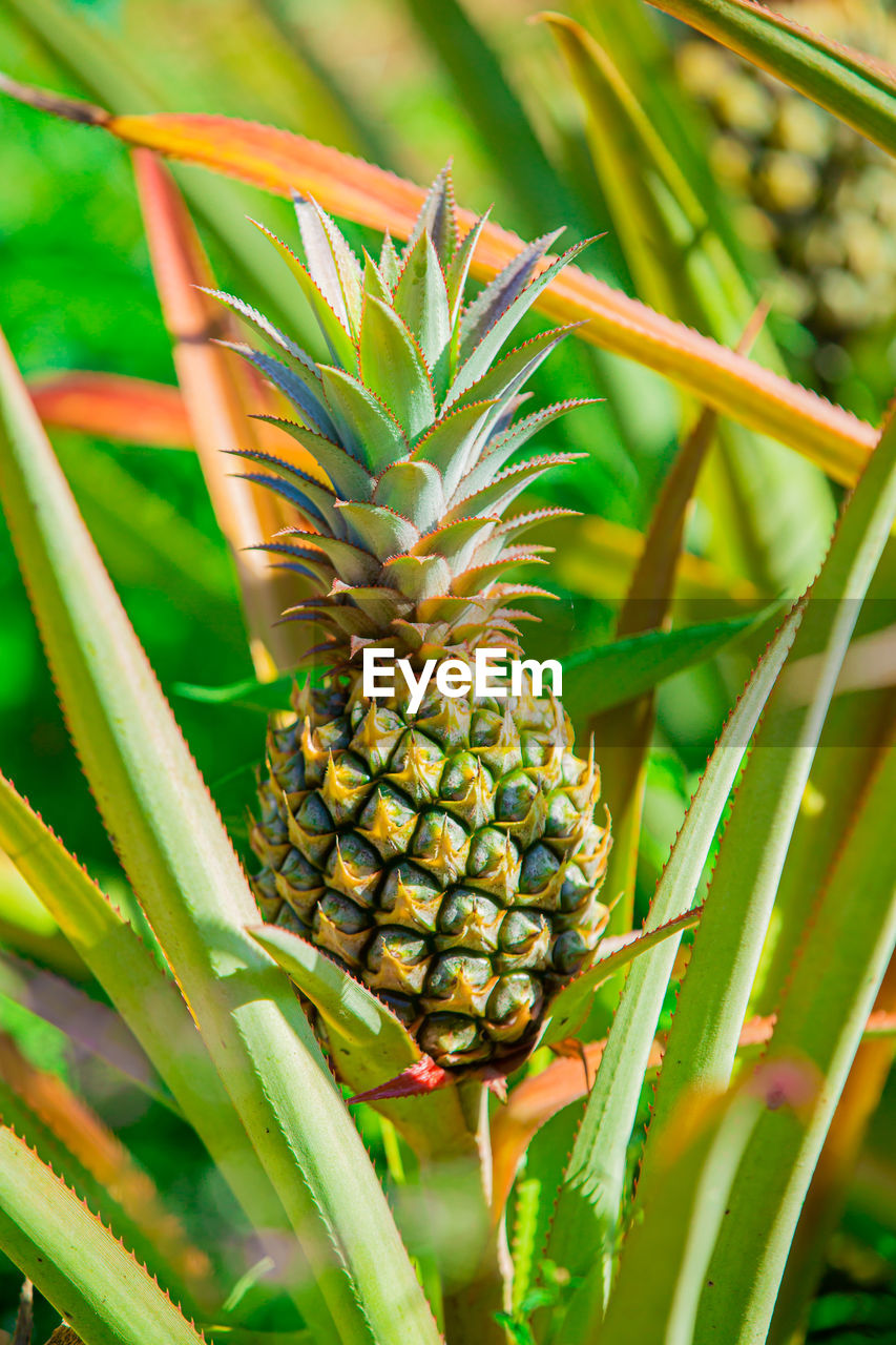 Pineapple tree in natural background daytime light