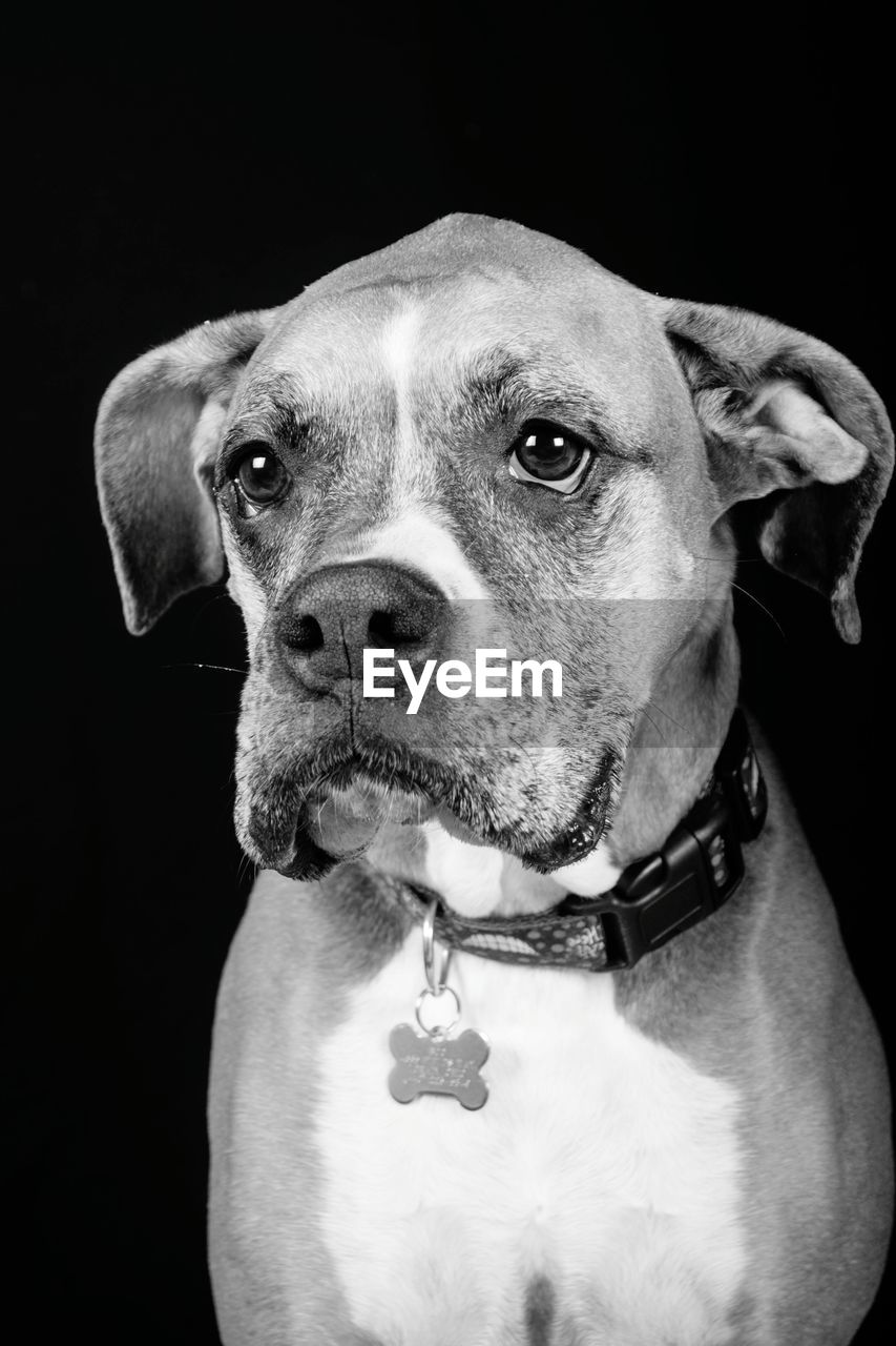 Close-up of dog against black background