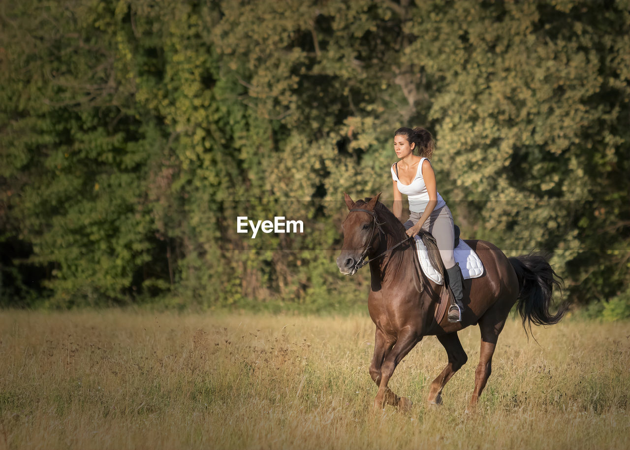 Man riding horse on field