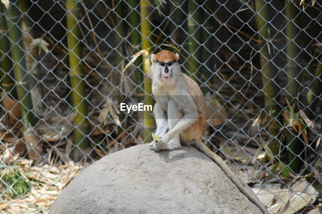 View of monkey in zoo