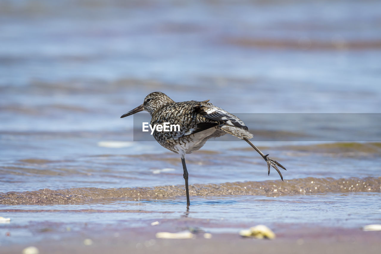 VIEW OF BIRD PERCHING ON A BEACH