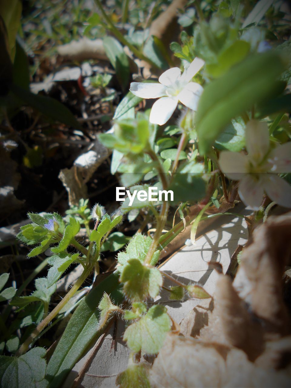 CLOSE-UP OF WHITE FLOWERS BLOOMING OUTDOORS