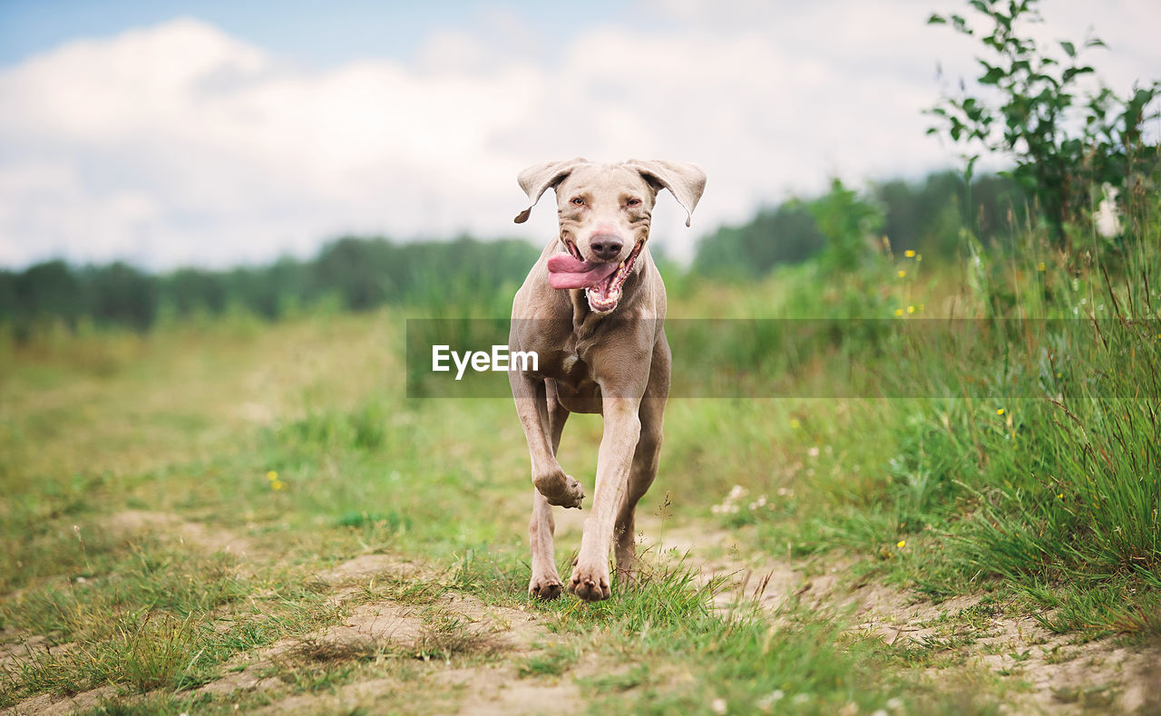 PORTRAIT OF DOG RUNNING ON GRASS