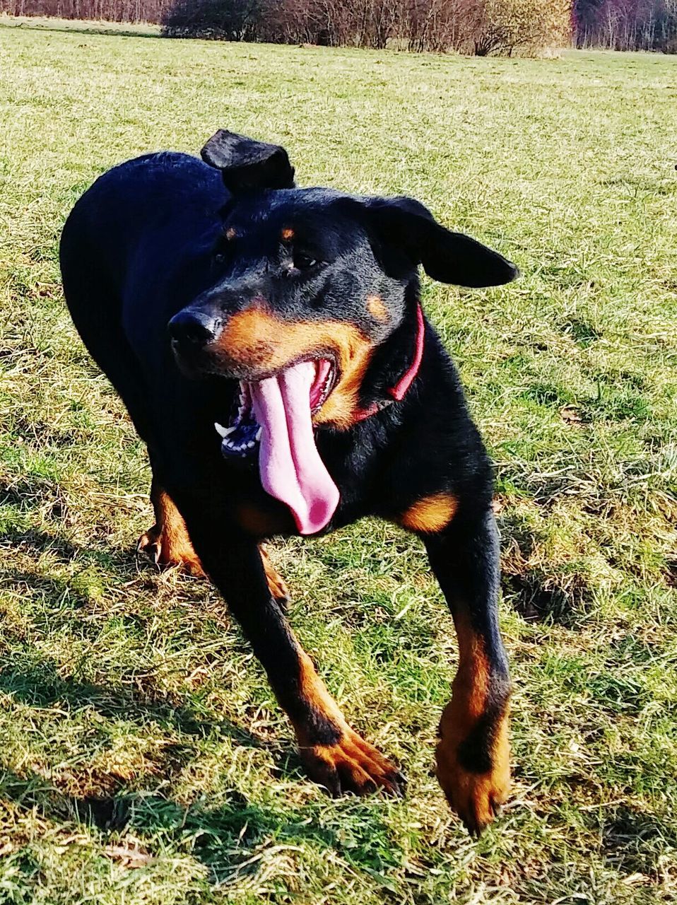 High angle view of beauceron dog sticking out tongue