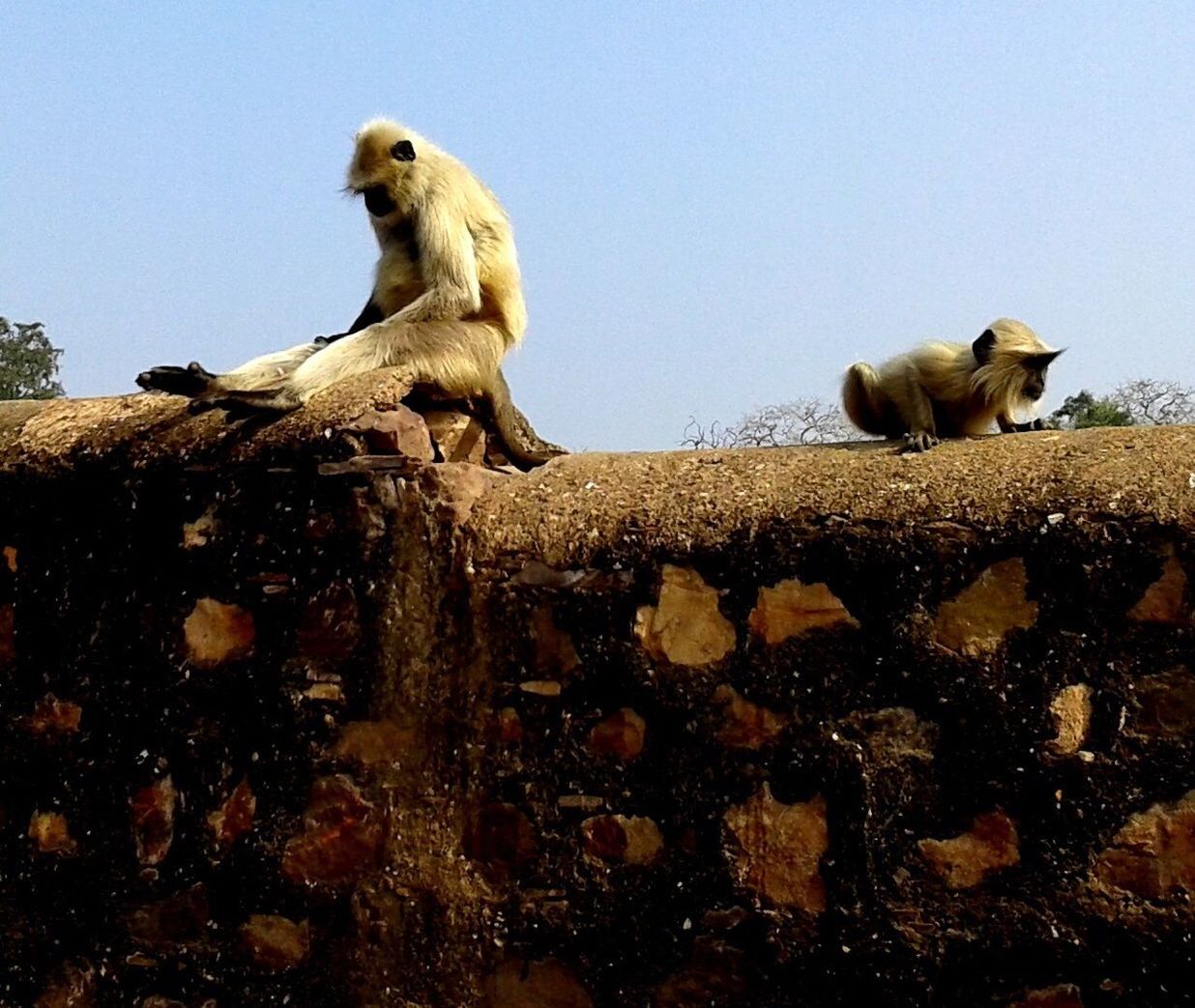 Female monkey with baby sitting on wall