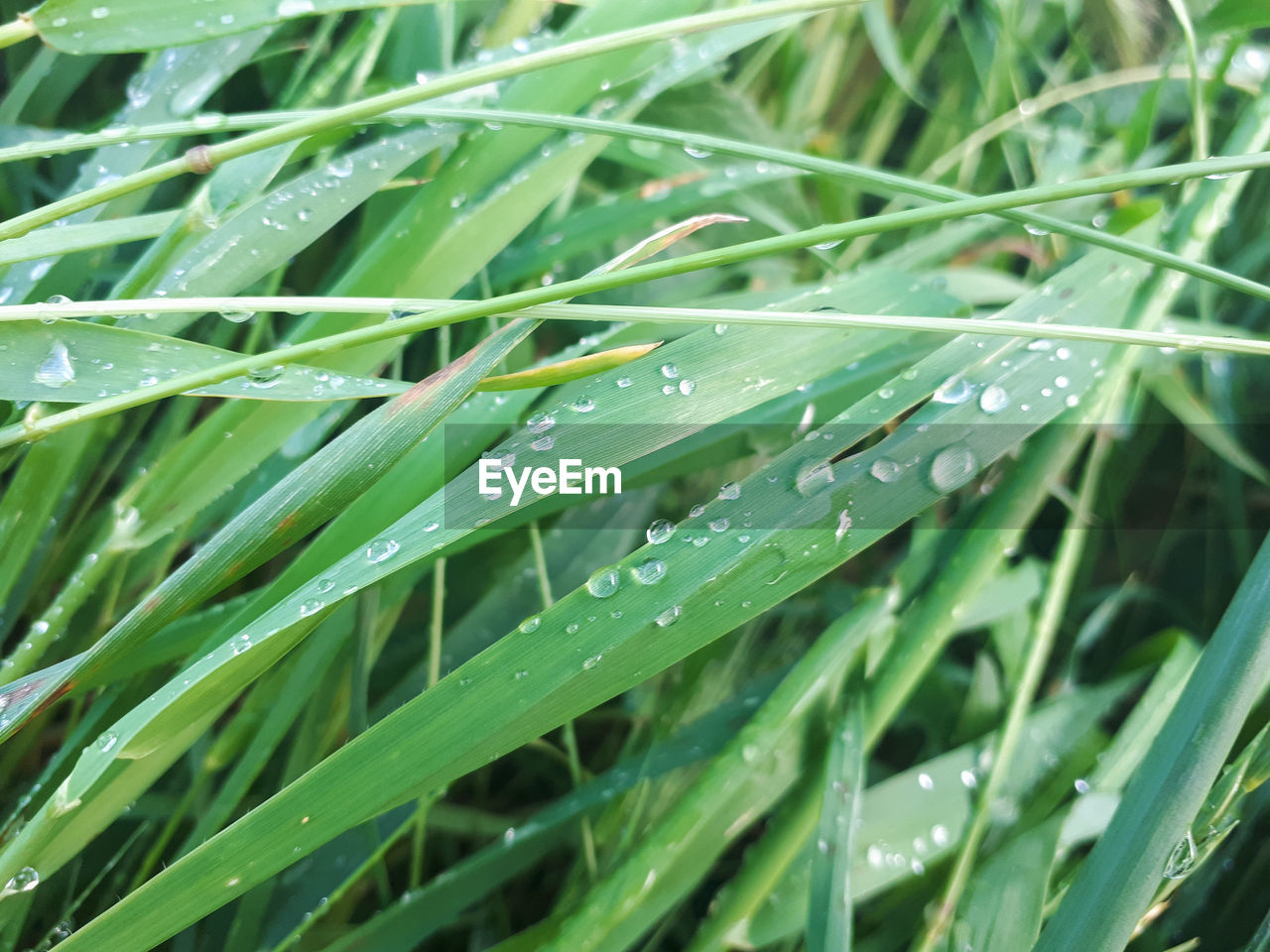 CLOSE-UP OF WATER DROPS ON LEAVES